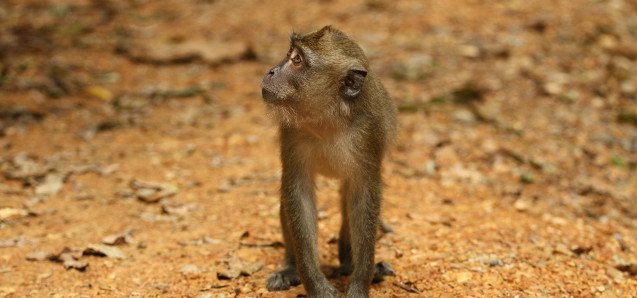 Begegnungen hautnah – Khao Sok National Park