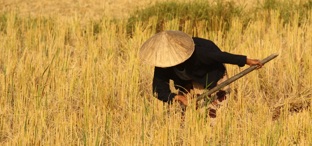 goldene Reisfelder: Khong Lo Village