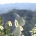 Grashalme auf der Mauer