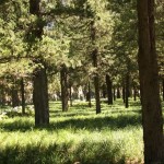 Zypressen-Wald im Himmelstempel