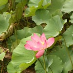 Lotusblüte (die Knolle haben wir schon gegessen)