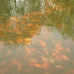 der rote Karpfen Teich
