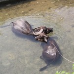 Die Wasserbüffel genießen ein Bad