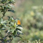 und ganz viele Schmetterlinge, die sich allerdings nur ungern fotografieren lassen wollten