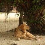 auch die Hunde machen es sich am Strand gemütlich..