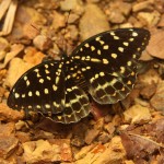 Schmetterling
