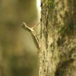 sie flog von Baum zu Baum