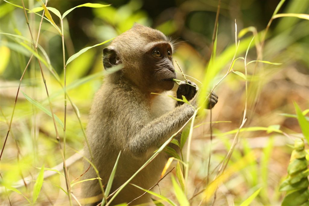 Begegnungen hautnah – Khao Sok National Park