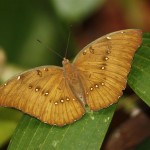 Schmetterling