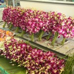 Orchideen am Markt