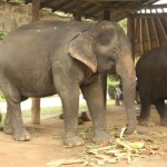 Auch hier gibts Elefant-Trekking