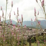 viele schöne Blumen