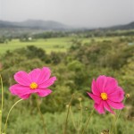 und viele schöne Blumen