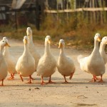 Gänse auf dem Weg durchs Dorf