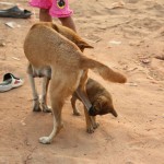 Hundewelpen spielt mit der Mutter