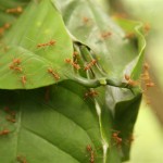 Ameisenbau in einer Kaffeeplanze