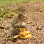 diebische Affenbande - die Bananen wurde direkt vom fahrenden Roller gestohlen!