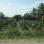 Aloevera-Pflanzen auf dem Weg nach Dalat