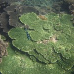 Korallen - Unterwasser