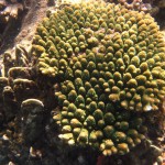 Koralle - Unterwasser