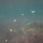Fische - Unterwasser