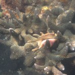 Muschel - Unterwasser