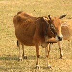 Kuh mit Holzglocke