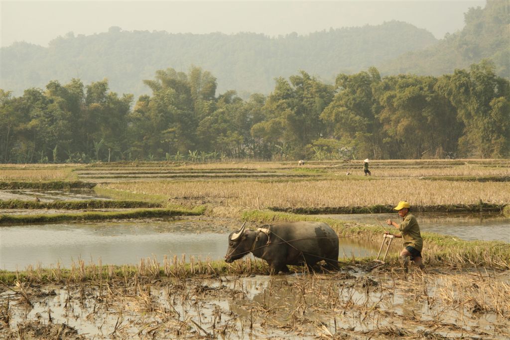 Die Reisterrassen von Mai Chau