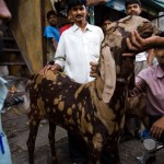 Goat with admirers