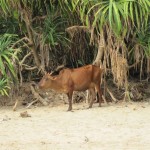 Kuh am OM-Beach