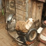 Agra - Streetlife