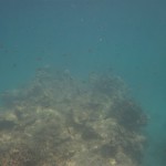 Unterwasserwelt