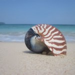 Nautilus - Perlboot am Strand gefunden